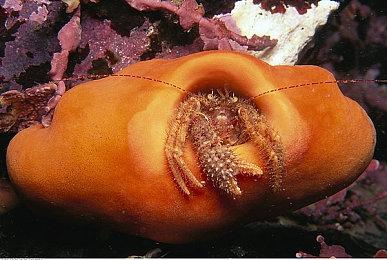 由于商标纠纷 EA可能将马拉多纳肖像从《FIFA 22》中移除